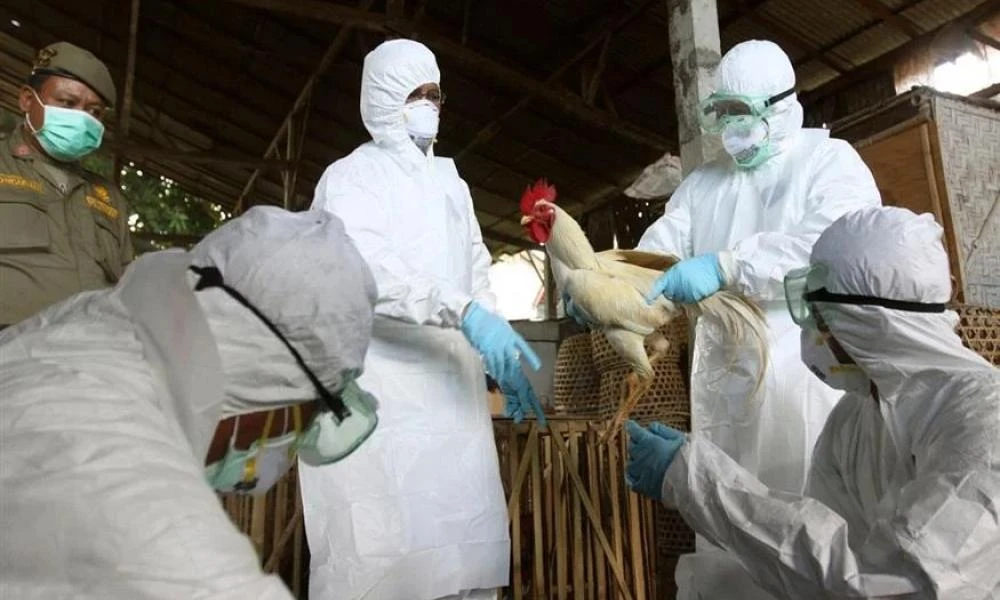 Μαγιορκίνης: Μπορεί η γρίπη των πτηνών να προκαλέσει πανδημία;